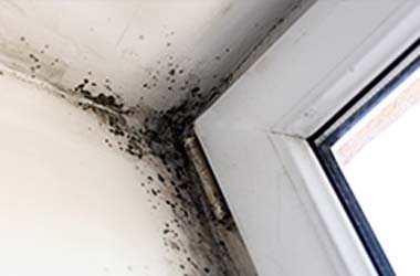 Mold Removal